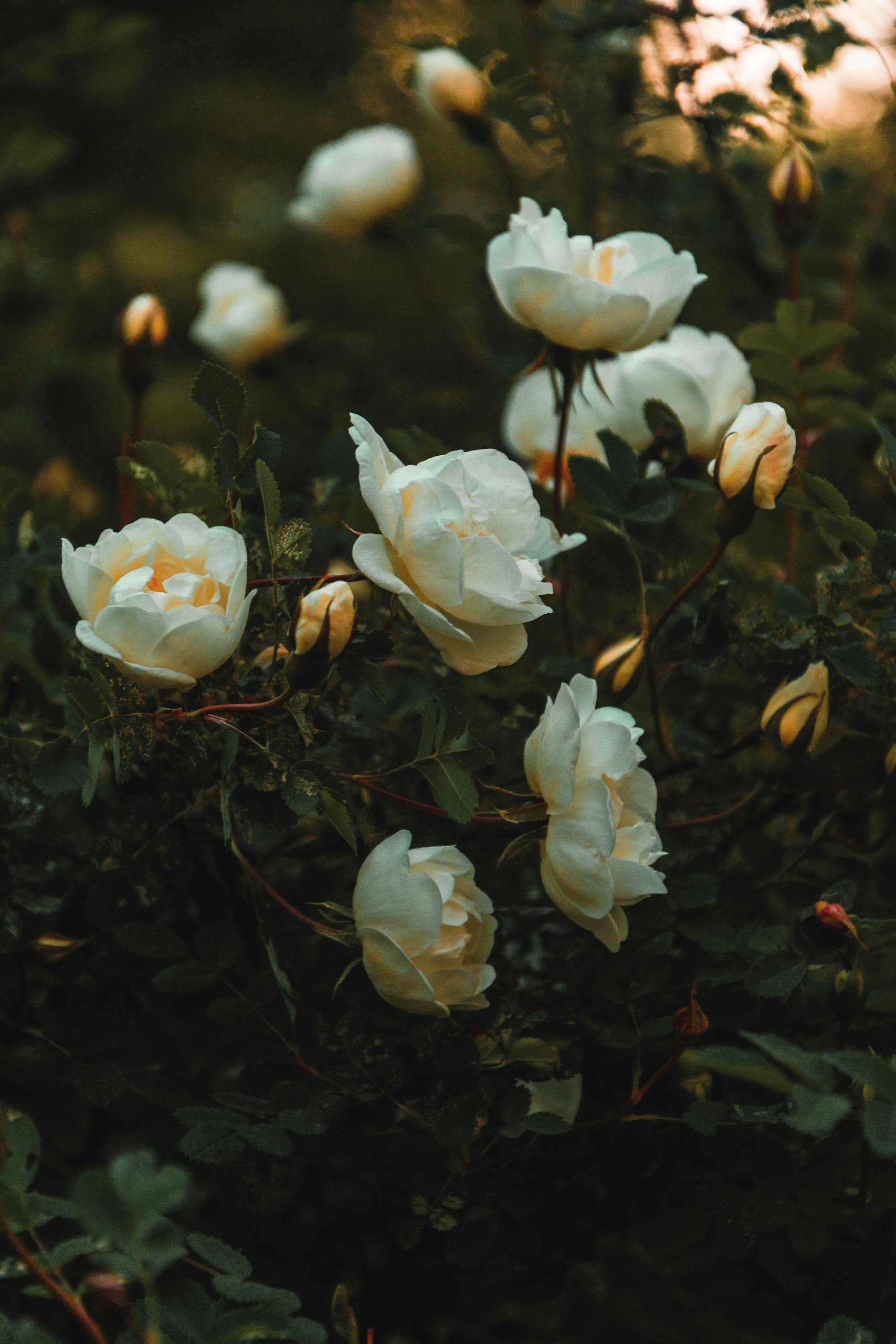 A cluster of white roses blooming in a moody dark green garden, evoking tranquility.